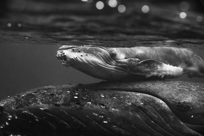 Underwater Photographer Swims With Humpback Whales And The Photos Are Ethereal (25 Pics)