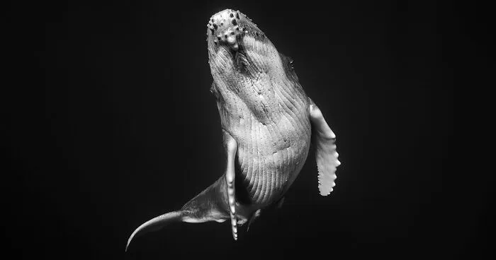 Underwater Photographer Swims With Humpback Whales And The Photos Are Ethereal (25 Pics)
