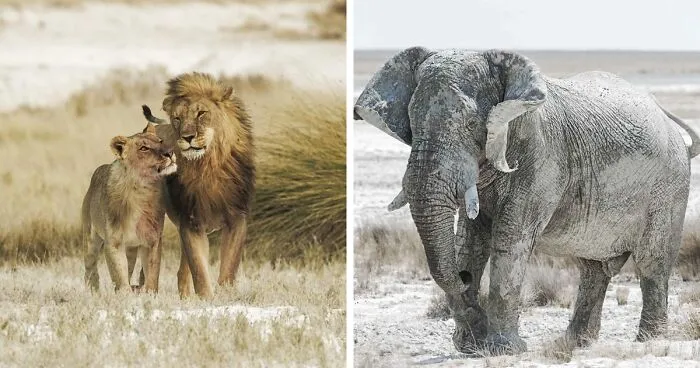 Here Are My 37 Favorite Photos That I Took In Etosha Pan In Africa