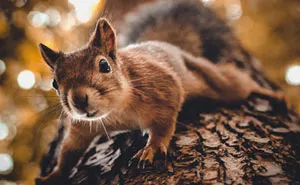 I Spent Two Years Photographing Squirrels In The Finnish Wilderness And Their Expressions Are Adorable (38 Pics)