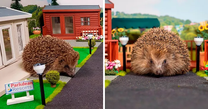 This Tiny Holiday Park Is Made For Hedgehogs To Safely Hibernate In