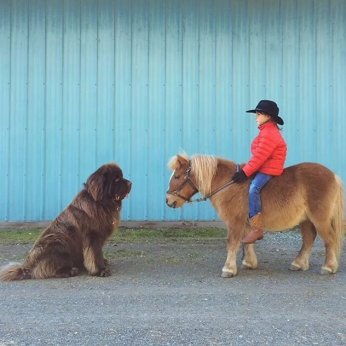 A Dog Or A Pony?