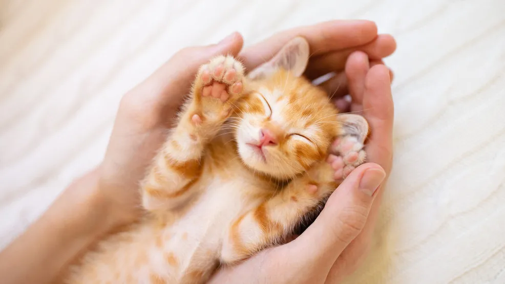 Hey Pandas! What Are Your Funniest Cat Moments?