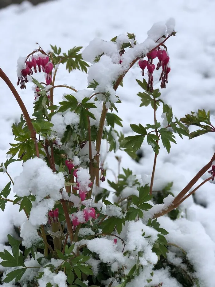 The Beauty Of A Bleeding Heart Snowflake