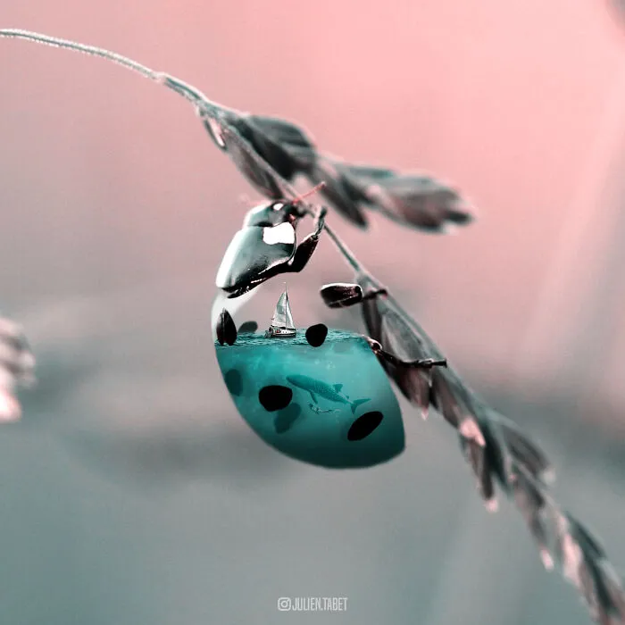 Aqualedybug