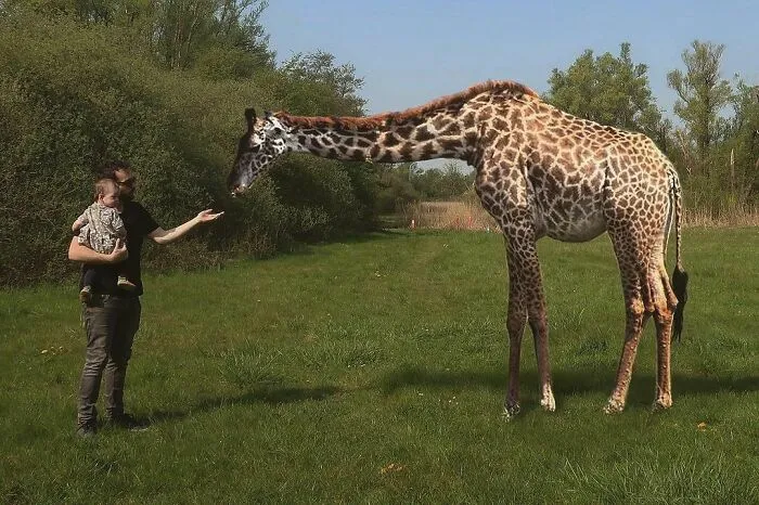 At Least Wildlife Is Returning To The Parks Of Antwerp