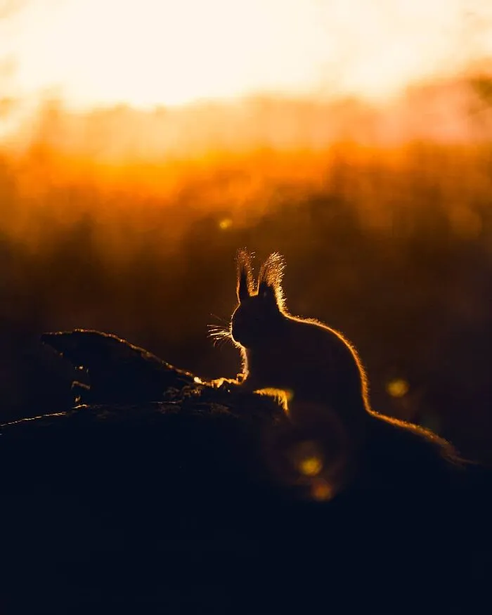 Golden Squirrel