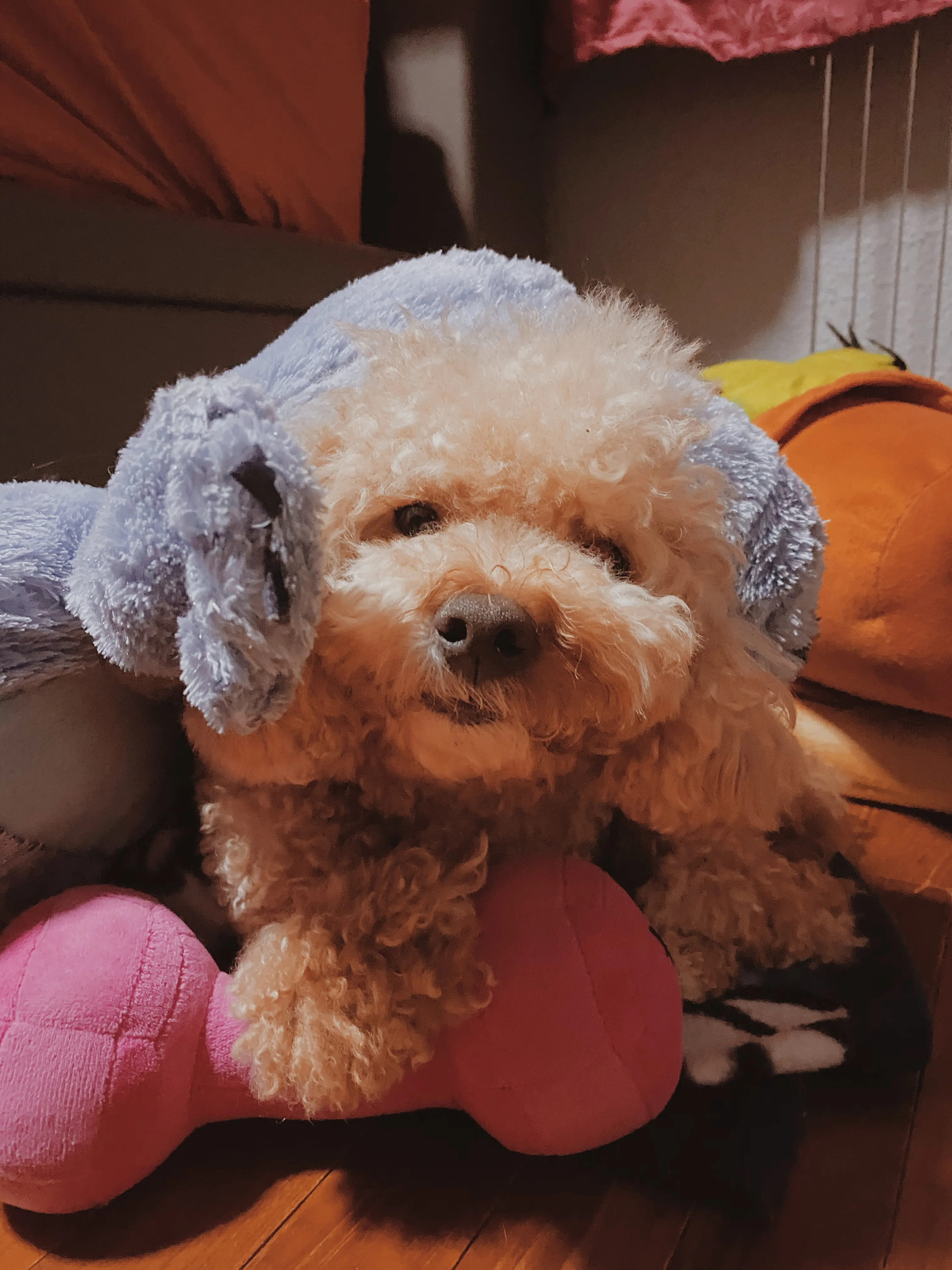 Unimpressed Doggo