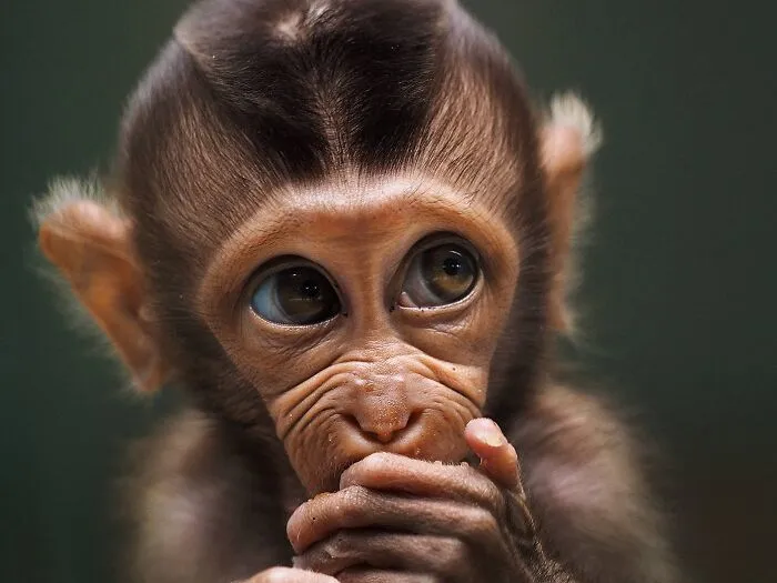 Baby Monkey