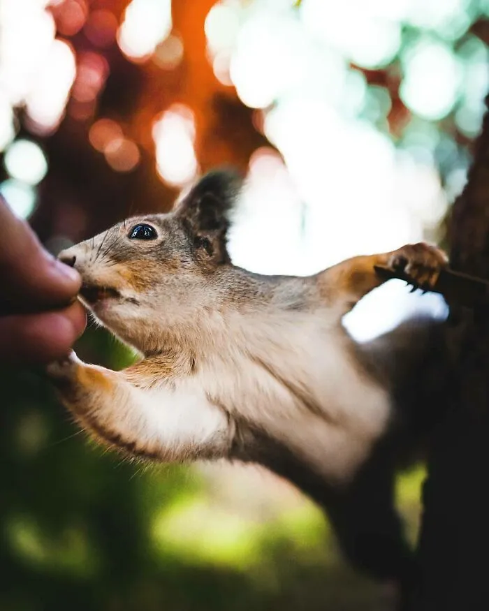 "Just Give Me That Goddamn Peanut Already"