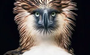 25 Portraits Of Rare And Endangered Birds That Look Simply Stunning