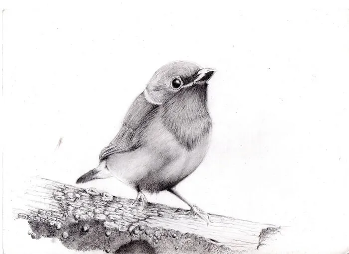 A South American Finch I Sketched A Few Years Ago