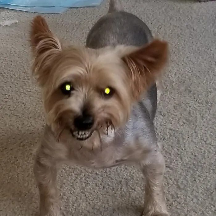 This Is Boomer. Boomer Is Smiling! He Does This Every Time I Come Home And When We Have Visistors.