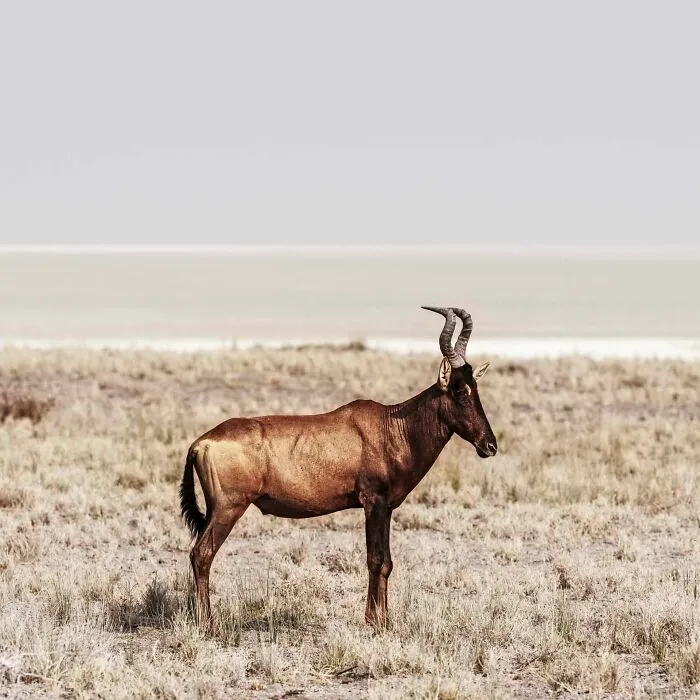 Red Hartebeest