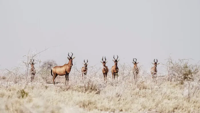 Herd Of Hartebeest