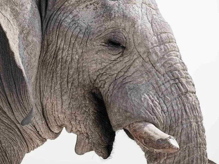 Grey Ghost Of Etosha