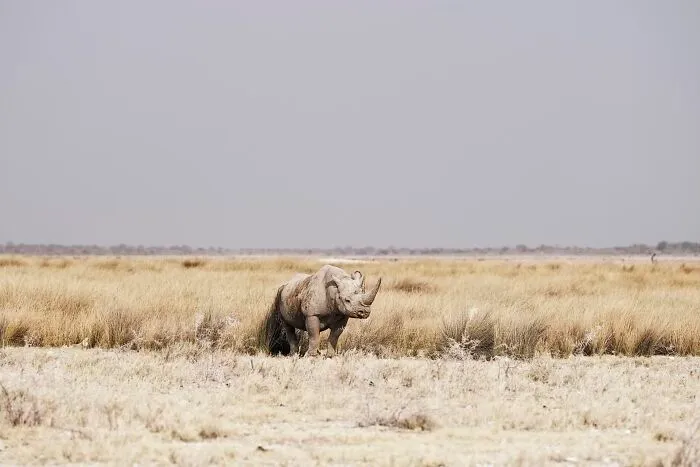 Black Rhino
