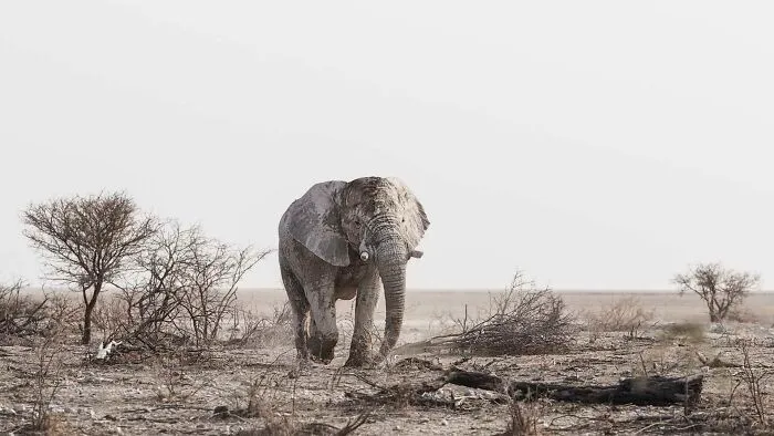 Young Bull Elephant Searching For Food
