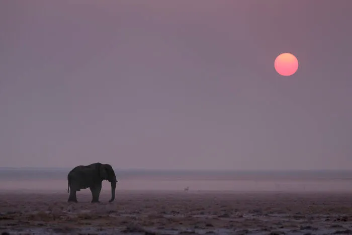 Elephant Sunset On Etosha Pan
