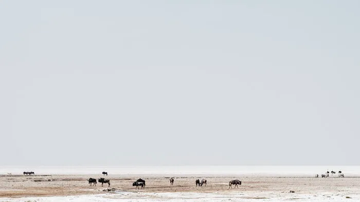 Wildebeest On Edge Of Pan