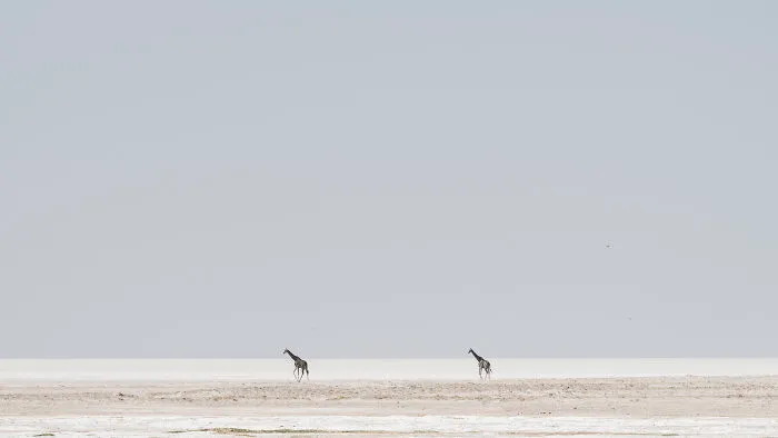Giraffe On Edge Of Pan