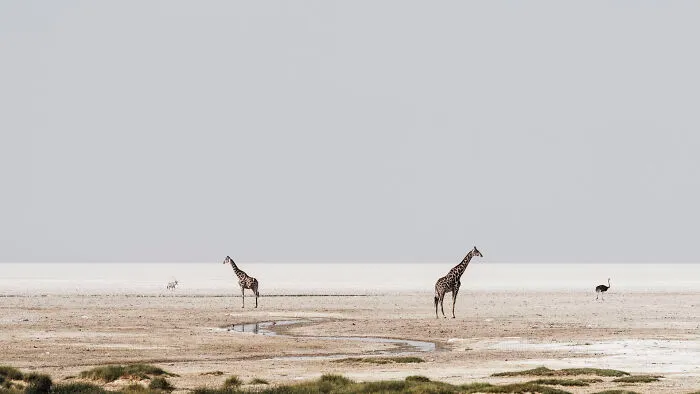 Giraffe Drinking On Edge Of Pan