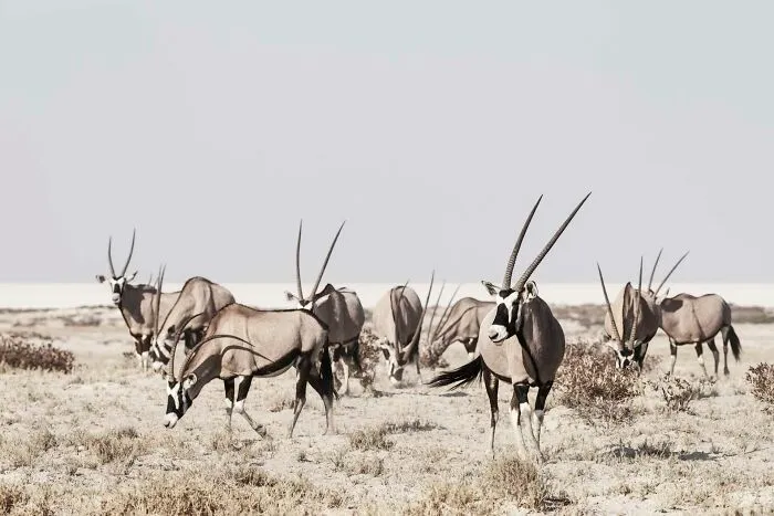Gemsbok/Oryx Grazing
