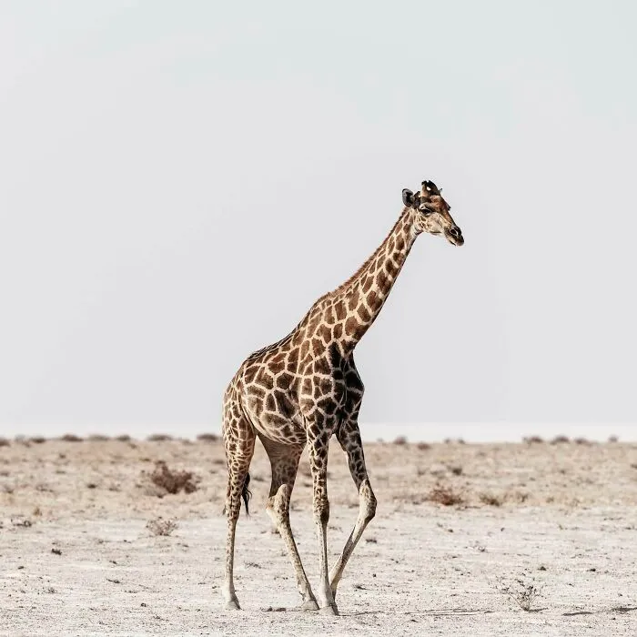 Giraffe On Edge Of Pan