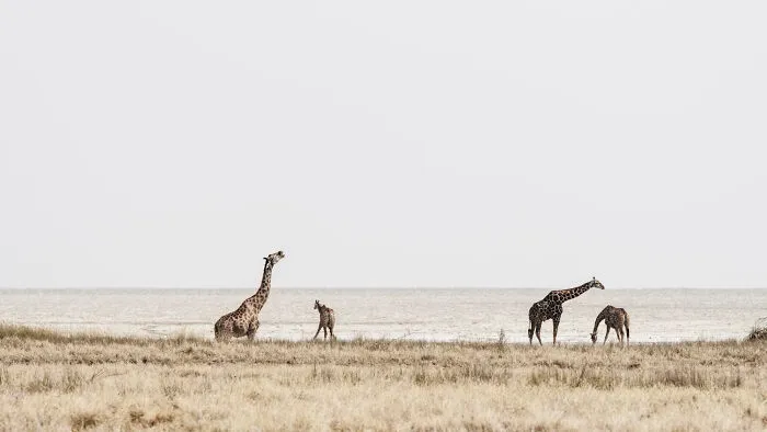 Giraffe Drinking On Edge Of Pan