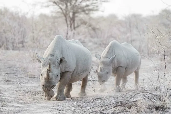 Black Rhinos