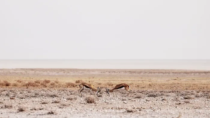 Springbok Fighting Over Territory