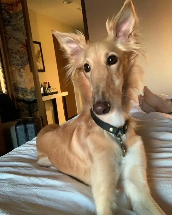 Dog With Insanely Long Legs And Neck Resembles A Giraffe (40 Pics)