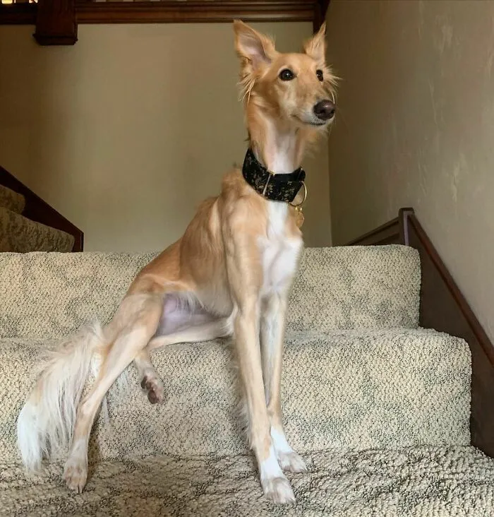 Dog With Insanely Long Legs And Neck Resembles A Giraffe (40 Pics)