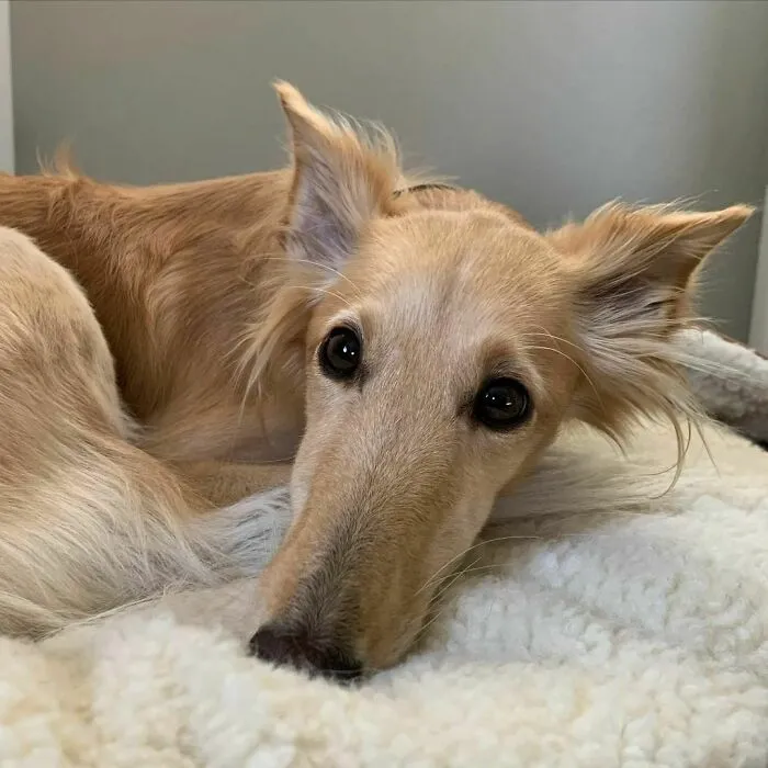 Dog With Insanely Long Legs And Neck Resembles A Giraffe (40 Pics)