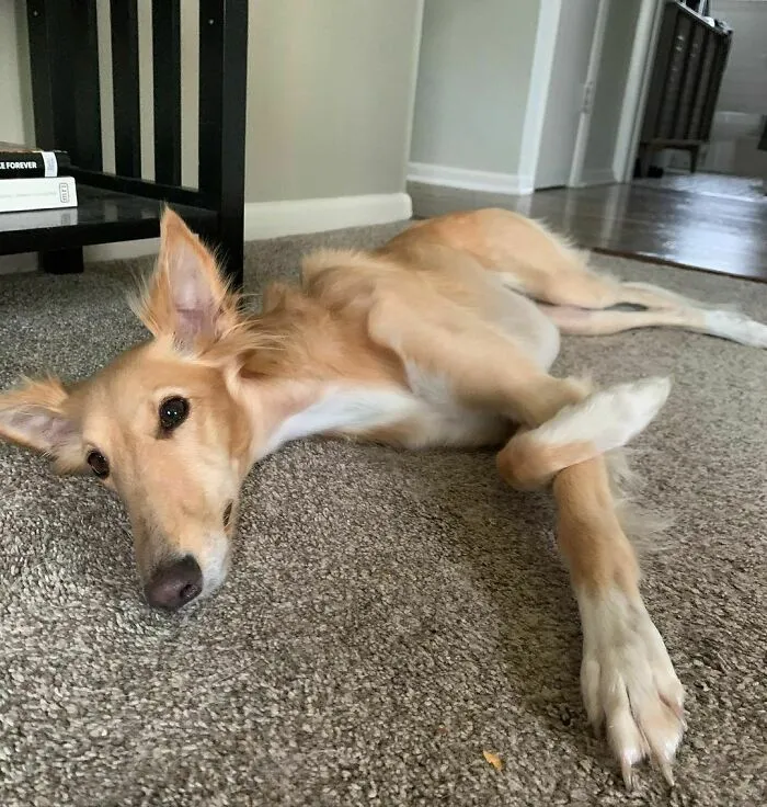 Dog With Insanely Long Legs And Neck Resembles A Giraffe (40 Pics)