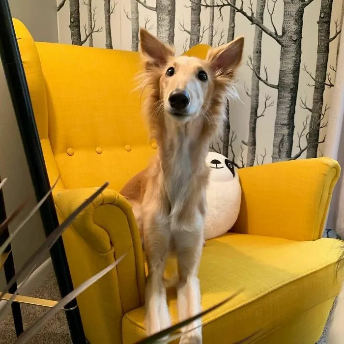 Dog With Insanely Long Legs And Neck Resembles A Giraffe (40 Pics)