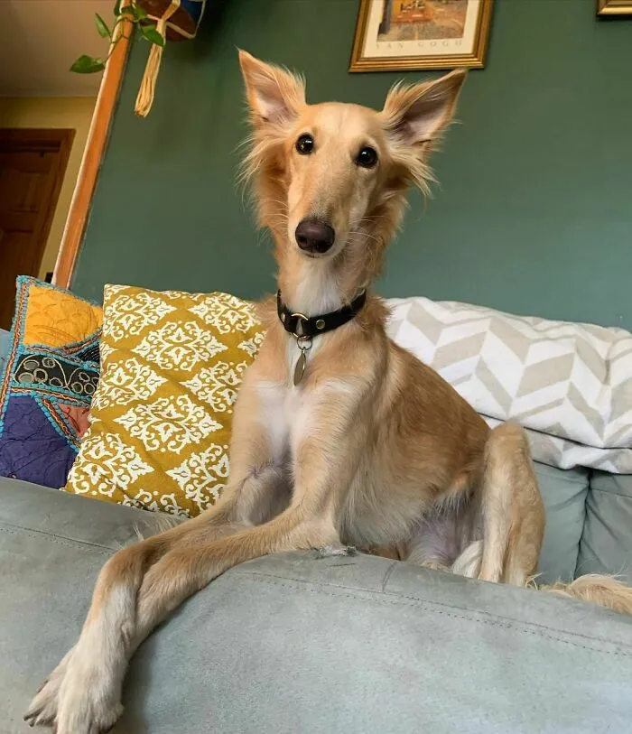 Dog With Insanely Long Legs And Neck Resembles A Giraffe (40 Pics)