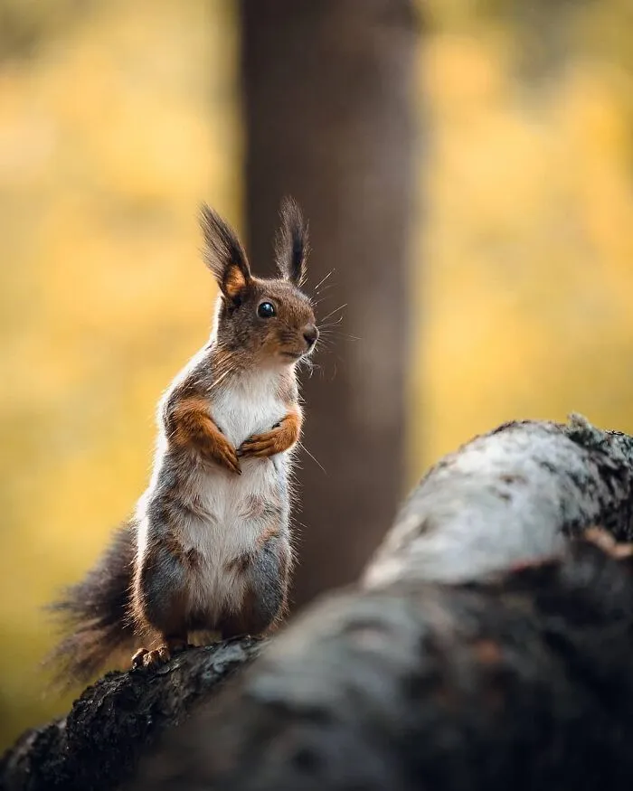 Squirrel Power