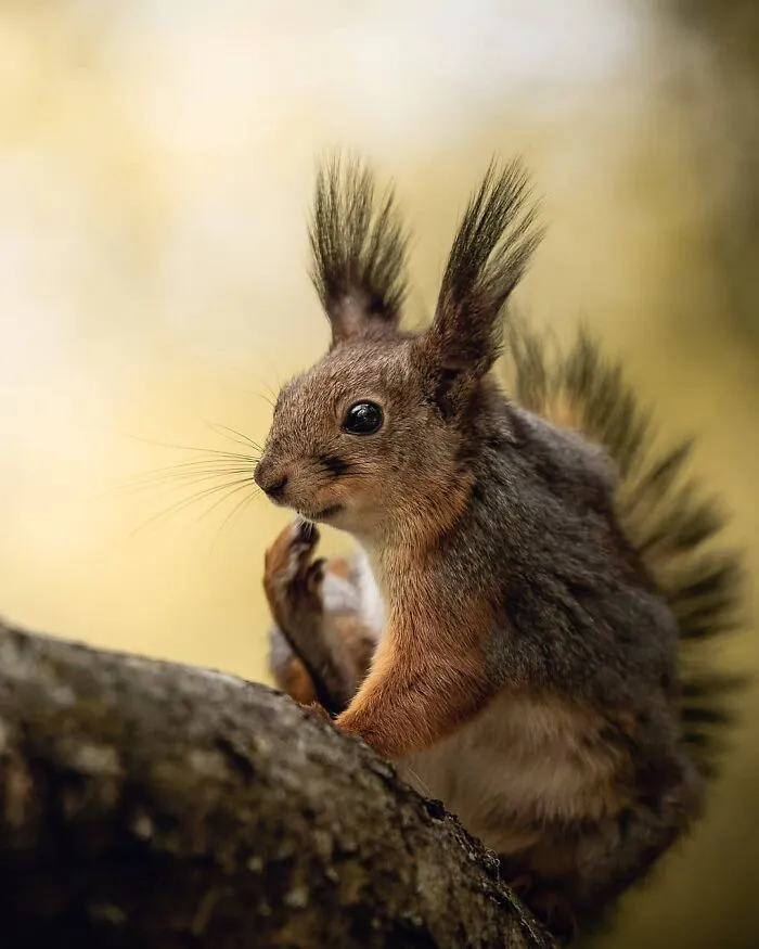 Bad Hair Day