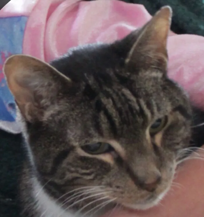 My Kitty, His Name Is Pipi Pronounced Pie Pie