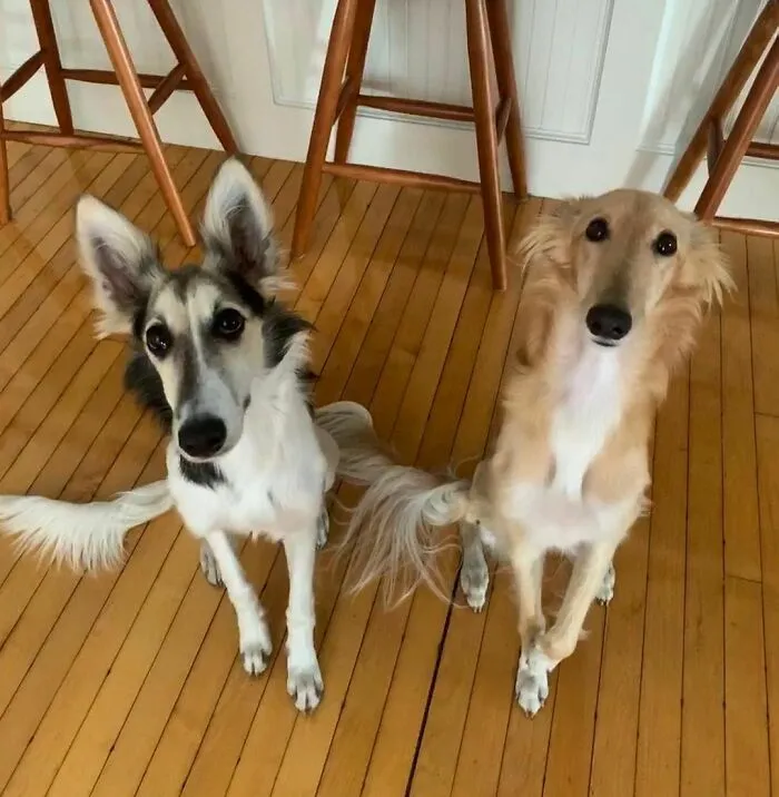 Dog With Insanely Long Legs And Neck Resembles A Giraffe (40 Pics)