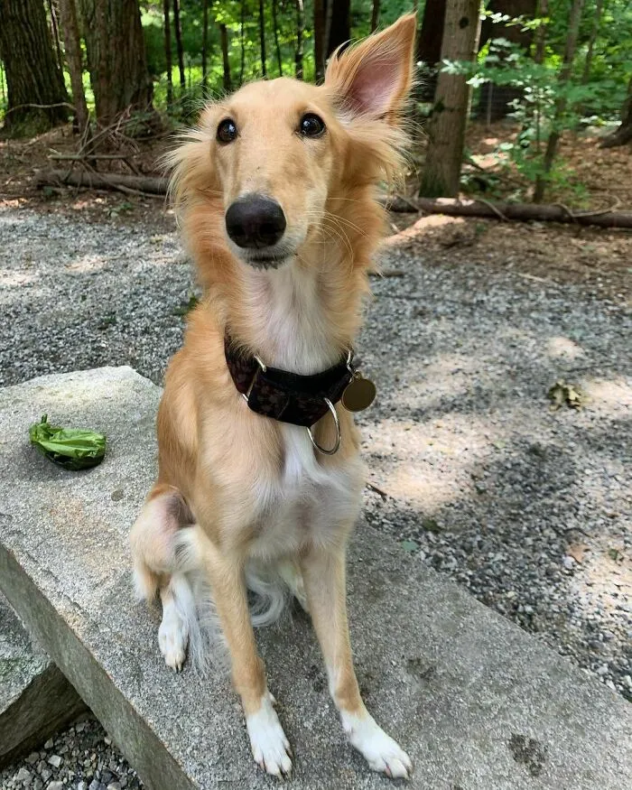 Dog With Insanely Long Legs And Neck Resembles A Giraffe (40 Pics)