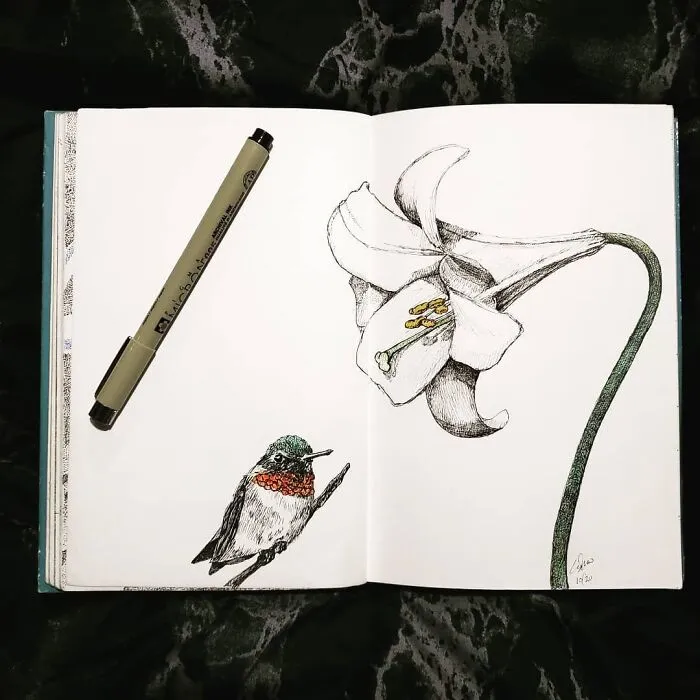Hummingbird And Lily