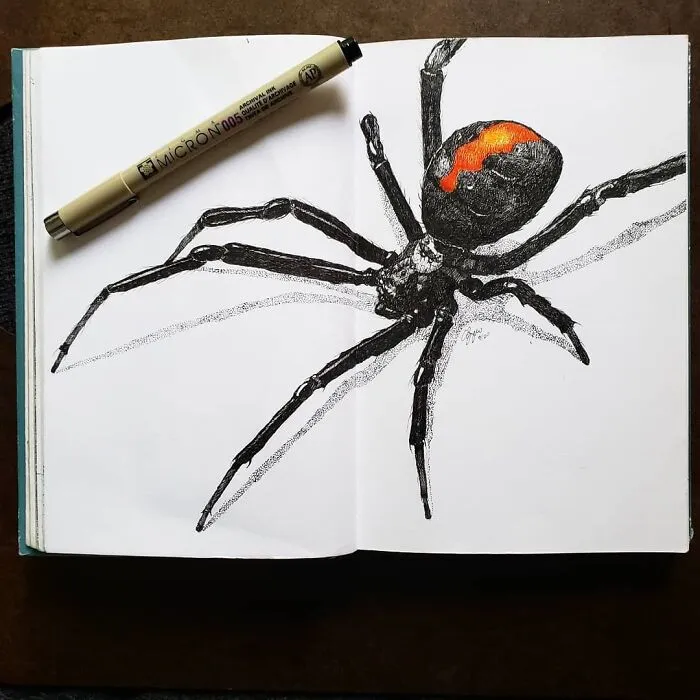 Spiders Are Amazing Creatures And I Never Get Tired Of Drawing Them
