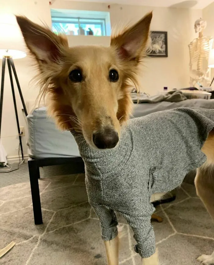 Dog With Insanely Long Legs And Neck Resembles A Giraffe (40 Pics)