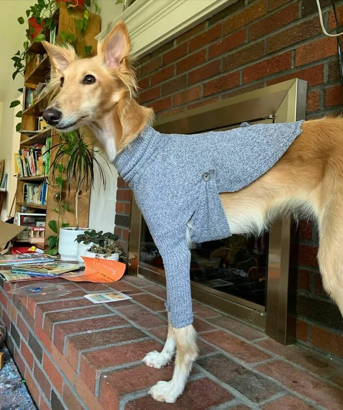 Dog With Insanely Long Legs And Neck Resembles A Giraffe (40 Pics)