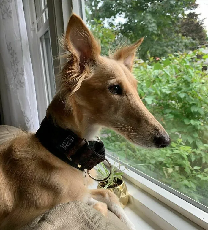 Dog With Insanely Long Legs And Neck Resembles A Giraffe (40 Pics)