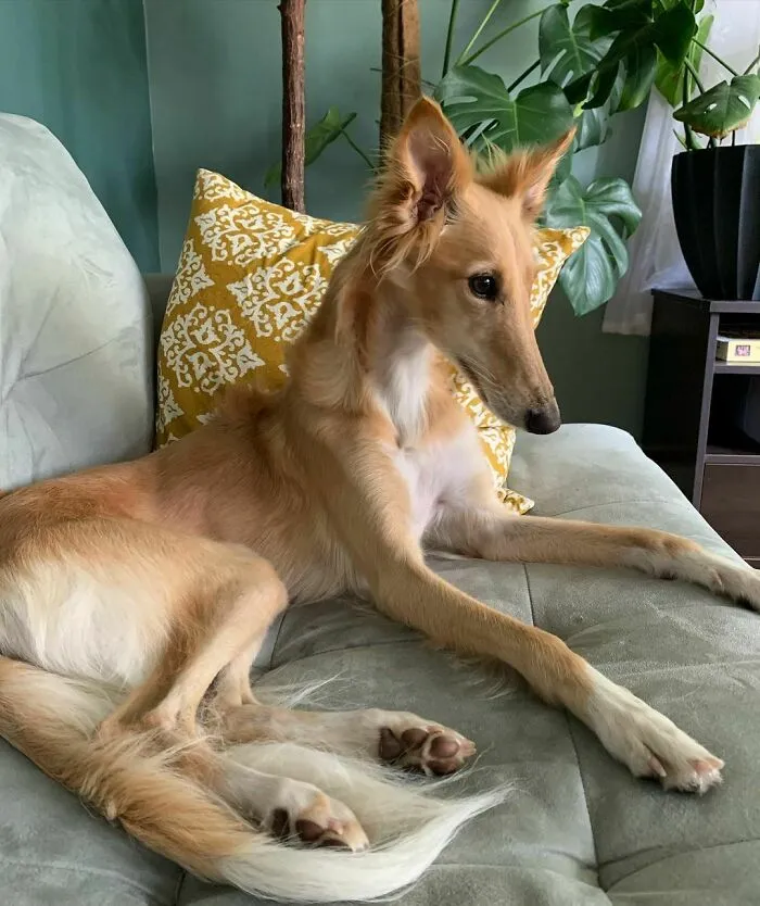 Dog With Insanely Long Legs And Neck Resembles A Giraffe (40 Pics)