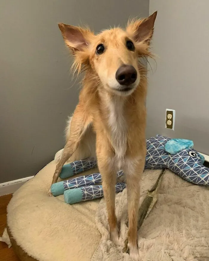 Dog With Insanely Long Legs And Neck Resembles A Giraffe (40 Pics)