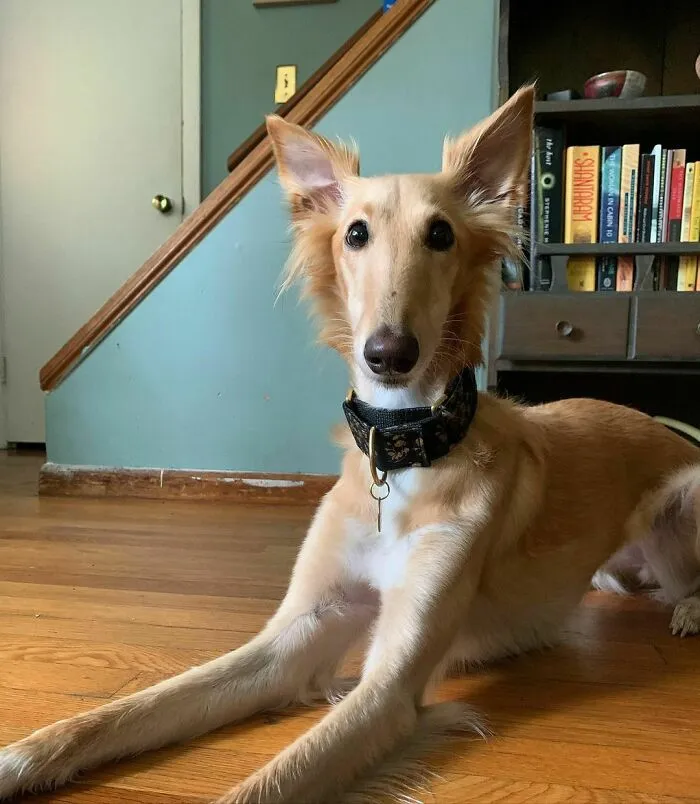 Dog With Insanely Long Legs And Neck Resembles A Giraffe (40 Pics)